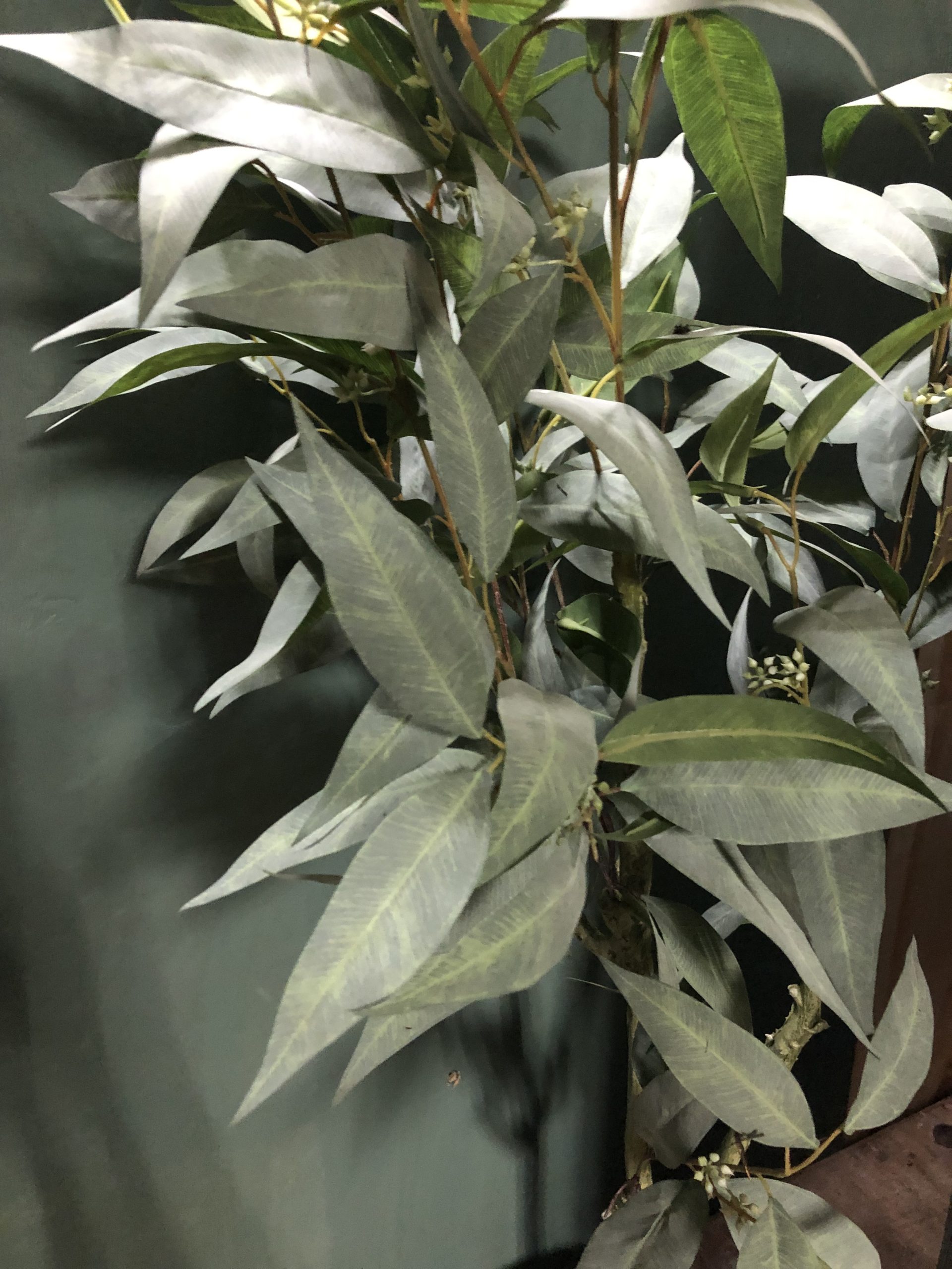 Ficus longifolia in pot green