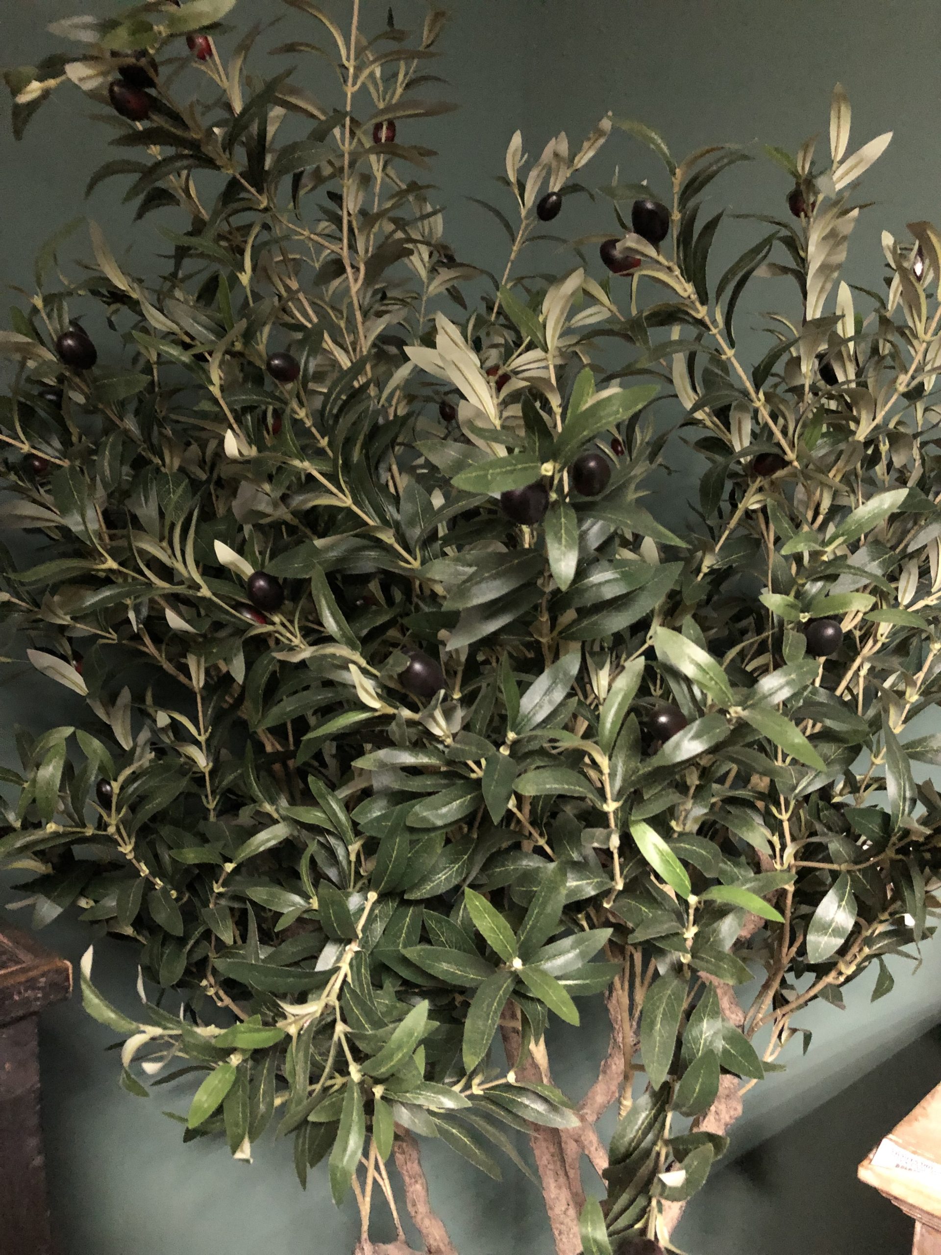 Olive tree Nancy in pot green